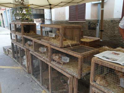 Markt mit lebenden Tieren